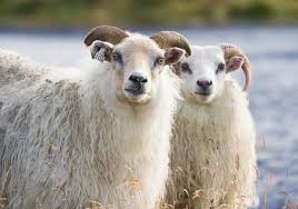 Istex Léttlopi - Icelandic Sheep
