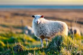 Istex Léttlopi - Icelandic Sheep Yarn